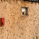 The wall of a building is covered with a swarm of desert locusts that were blown to Kuwait City by strong winds, on March 24, 2021.